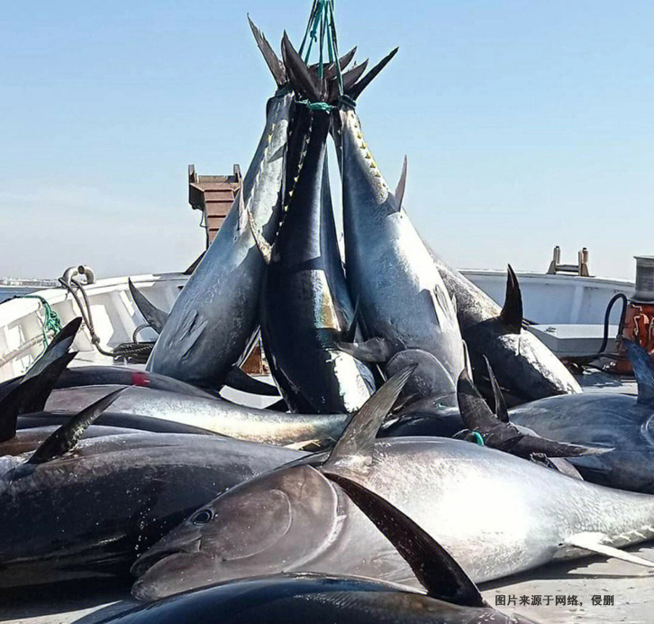 日本藍(lán)鰭金槍魚(yú)進(jìn)口報(bào)關(guān)流程