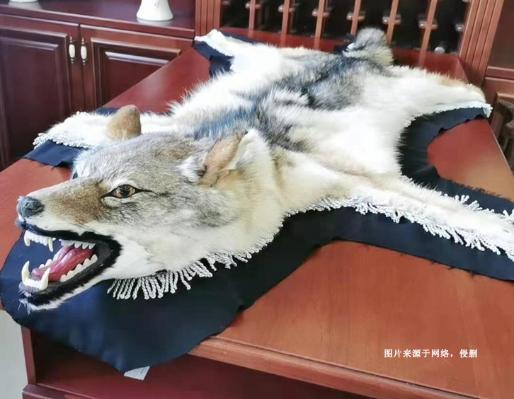 進口狼野生動物標本報關(guān)資料