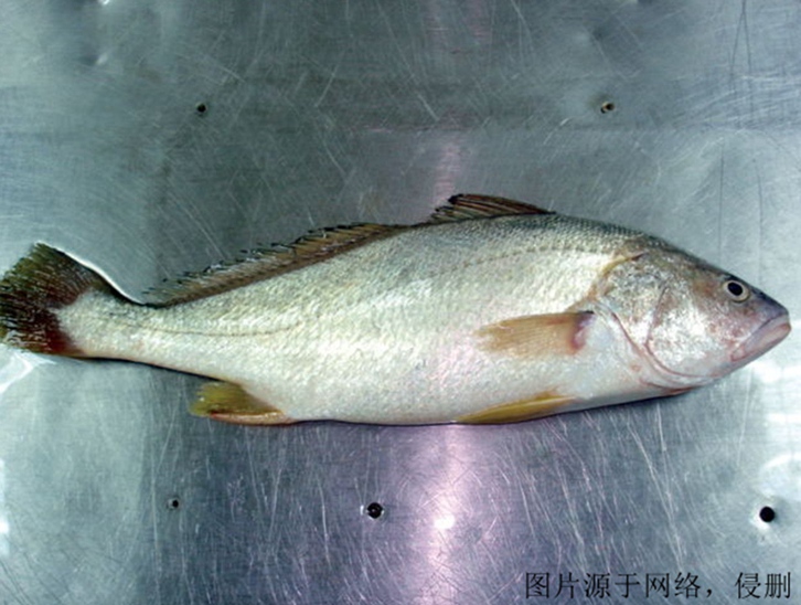 上海進口印度叫姑魚清關流程