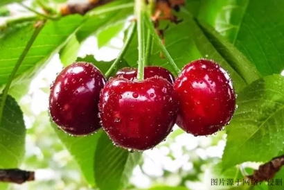 進(jìn)口櫻桃報關(guān)清關(guān)流程_上海進(jìn)口代理智利櫻桃網(wǎng)站