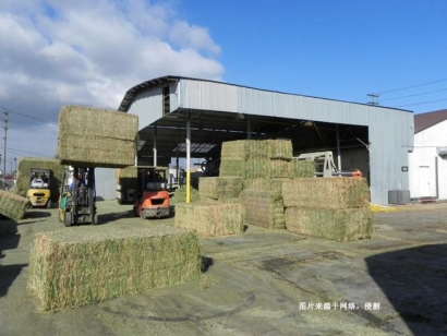 南非苜蓿草進口報關(guān)費用-節(jié)省50%飼料報關(guān)報檢費用