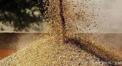 俄羅斯菜籽粕進口報關(guān)資料_天津菜籽粕飼料清關(guān)費用