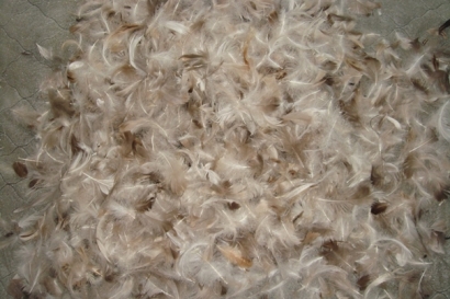 越南鴨毛進(jìn)口報(bào)關(guān)沒(méi)有你想象得那么復(fù)雜