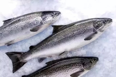 智利三文魚(yú)進(jìn)口報(bào)關(guān)流程-19年冷凍水產(chǎn)品報(bào)關(guān)行