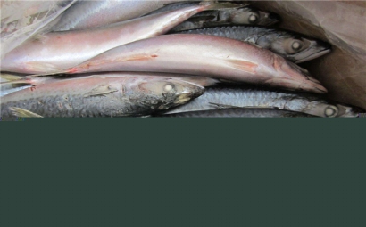 俄羅斯水產品進口報關公司，聯網助你快速通關!