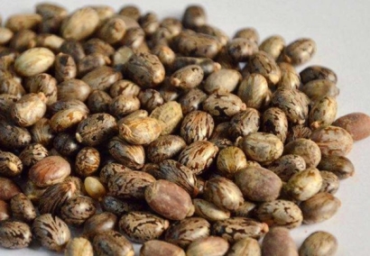 蓖麻籽進(jìn)口報(bào)關(guān)代理公司