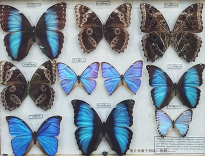 進口蝴蝶標本報關費用_昆蟲標本工藝品快速通關