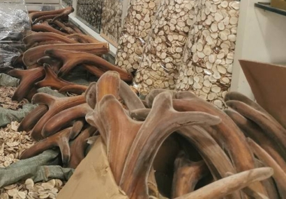 新西蘭鹿角進口報關資質流程-20年廣州中藥材報關行