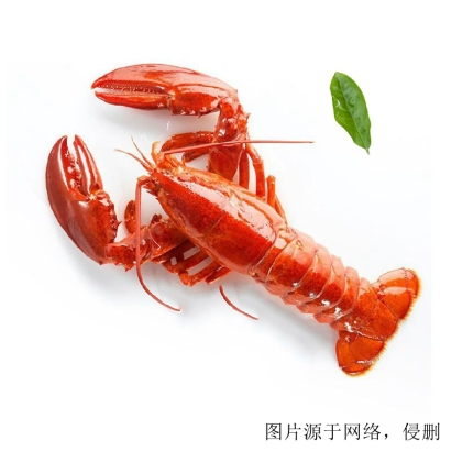 龍蝦進口怎么清關？加拿大龍蝦進口報關的流程單證