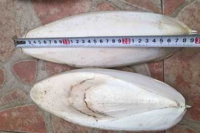 工業(yè)用墨魚(yú)骨代理報(bào)關(guān)進(jìn)口小知識(shí)，快來(lái)看一下