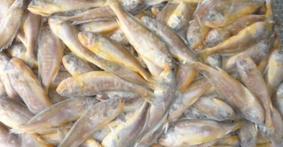 【進口水產品清關代理公司】告訴你水產品進口流程