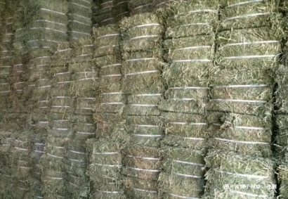 進口蘇丹苜蓿草報關(guān)資料_飼料苜蓿草準入進口國家