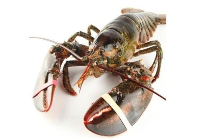 鮮活龍蝦進口清關流程及龍蝦進口報關資料