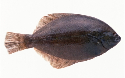 比目魚進口報關你知道多少?