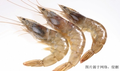 欽州進(jìn)口越南對蝦報關(guān)資料_上海進(jìn)口黑虎蝦清關(guān)流程