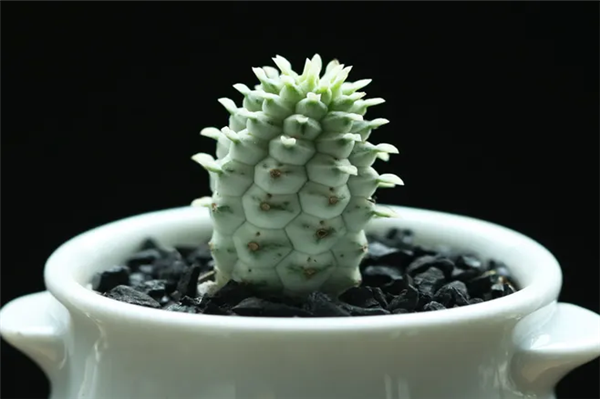 1662716775253008.png 機(jī)場進(jìn)口植物報關(guān)代理.png