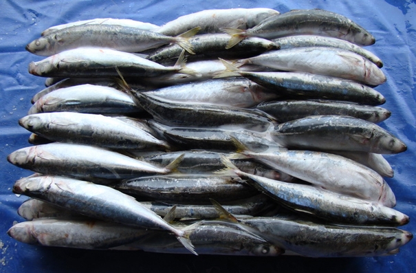 青島進口水產(chǎn)品報關